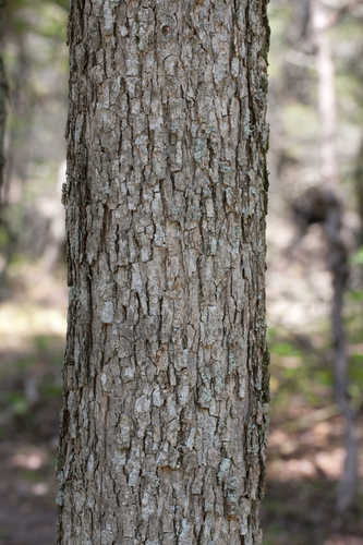 Quercus muehlenbergii #2